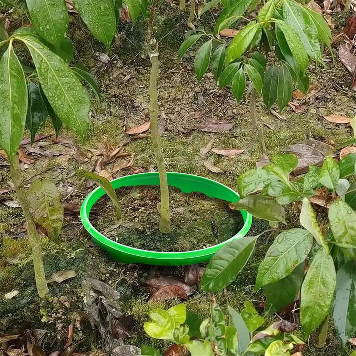 Gardening Tools Deals - 【OFFRE À COMPTOURTER】 4 Anneaux de