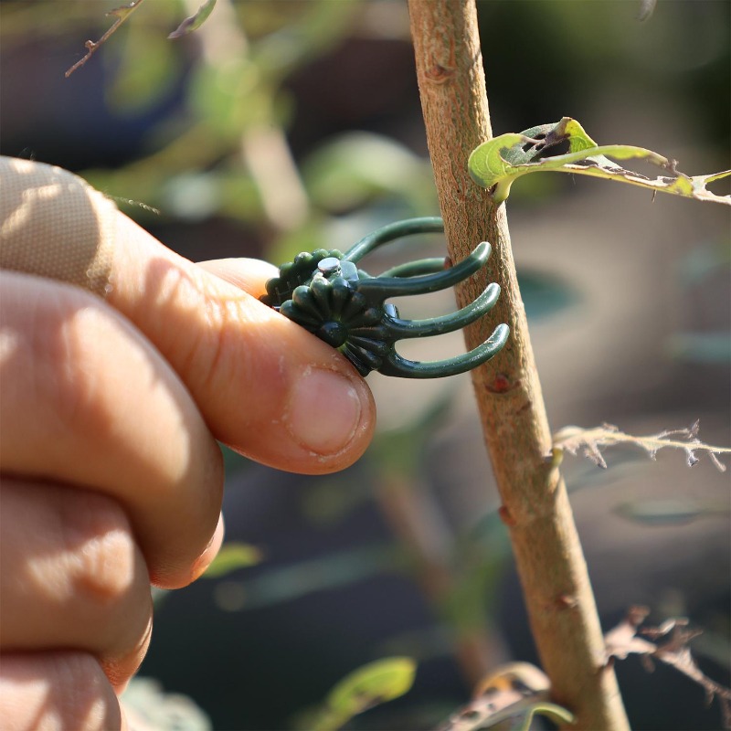 Clips de Soutien Mini en Gros  - Gardening Tools Store avis et prix